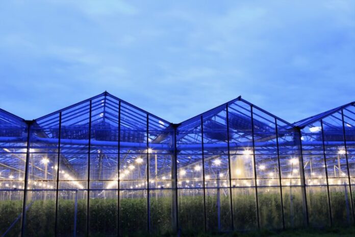 led lighting greenhouse