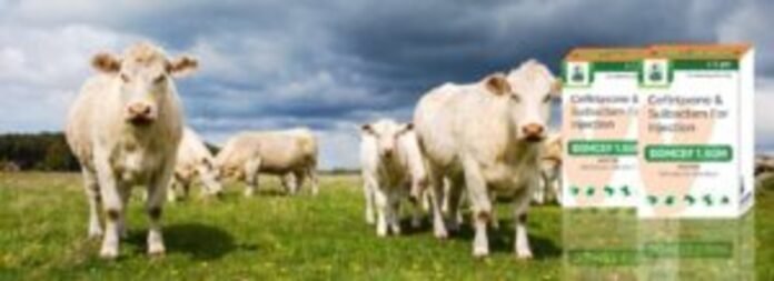 Expert Tips for Selecting Your Veterinary Pharma Franchise Partner in Solapur